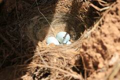 Bucanetes githagineus