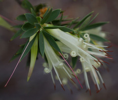 Styphelia triflora