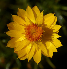 Xerochrysum viscosum