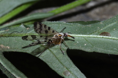 Panorpa meridionalis
