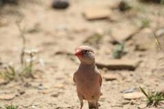 Bucanetes githagineus