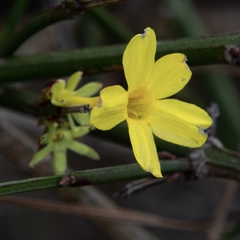 Jasminum nudiflorum