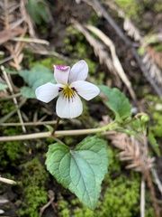 Viola ocellata