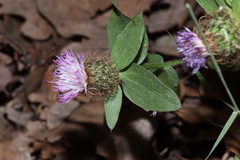 Centaurea pectinata pectinata