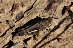 Cirphula pyrrhocnemis