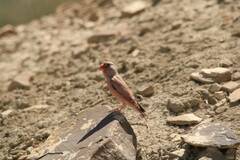 Bucanetes githagineus