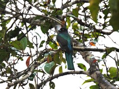 Trogon citreolus