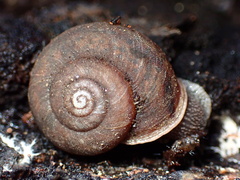 Helminthoglypta montezuma