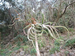 Tillandsia caput-medusae