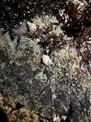 Pagurus hirsutiusculus