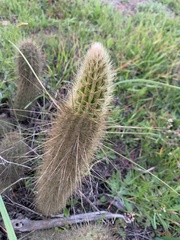 Bergerocactus emoryi