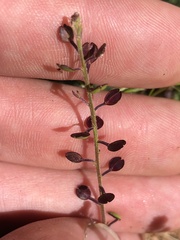 Lepidium nitidum