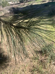Pinus sabiniana