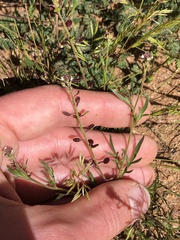 Lepidium nitidum