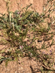 Lepidium nitidum