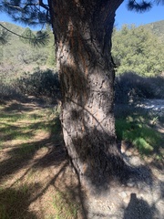 Pinus sabiniana