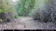 Sylvilagus audubonii