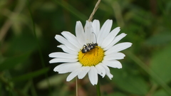 Judolia montivagans
