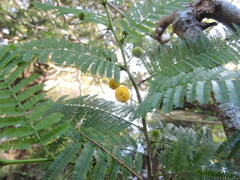 Vachellia macracantha