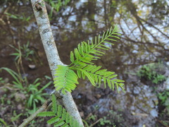 Vachellia macracantha