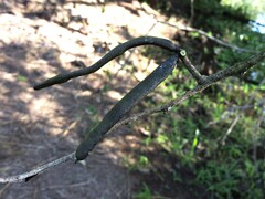 Vachellia macracantha