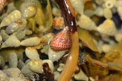 Prothalotia pulcherrima