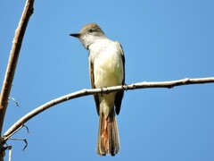 Myiarchus cinerascens