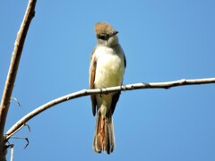 Myiarchus cinerascens