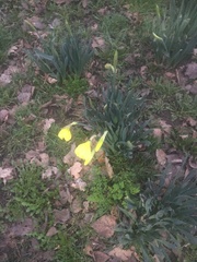 Narcissus