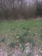 Narcissus