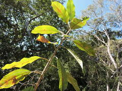 Sapium lateriflorum