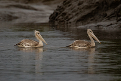 Pelecanus rufescens