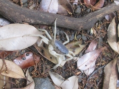 Geothelphusa dehaani