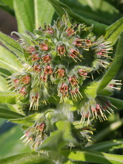 Solenanthus dubius