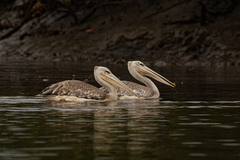 Pelecanus rufescens