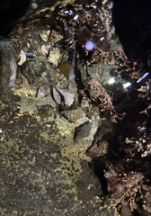 Pagurus hirsutiusculus