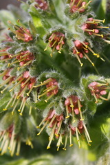 Solenanthus dubius