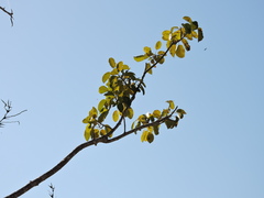 Ficus cotinifolia