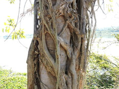 Ficus cotinifolia