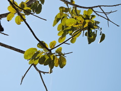 Ficus cotinifolia