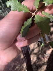 Quercus john-tuckeri