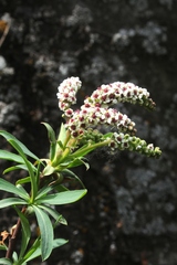 Sibiraea tianschanica