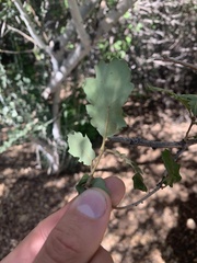 Quercus john-tuckeri
