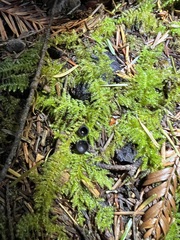 Pseudoplectania nigrella