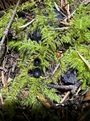 Pseudoplectania nigrella