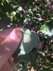 Quercus john-tuckeri