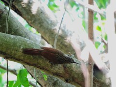 Xiphorhynchus flavigaster