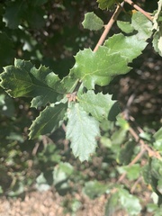 Quercus john-tuckeri