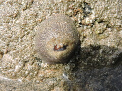 Bunodosoma californica