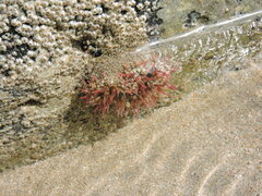 Bunodosoma californica